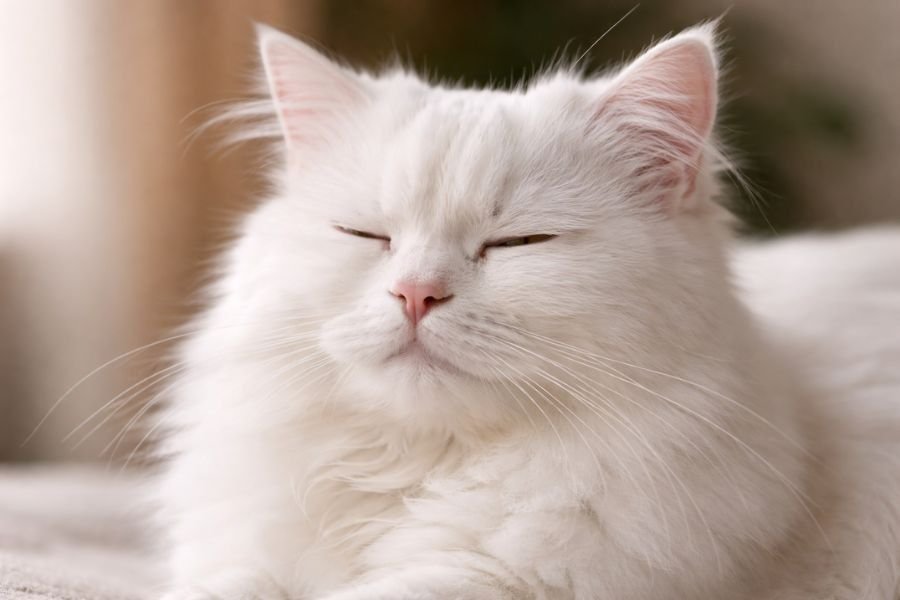 White Persian cat slowly blinking at its owner showing affection

