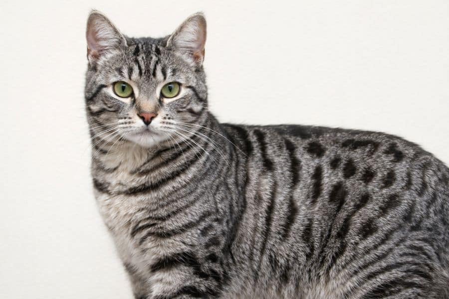 Grey tabby cat showing diluted black coat caused by recessive dilution gene