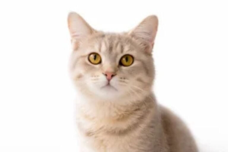 alt="Maine Coon kitten exploring home, illustrating growth stages"