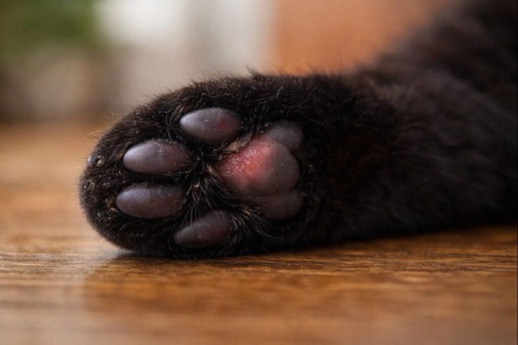Cat paw injury showing swelling and redness, illustrating causes of limping