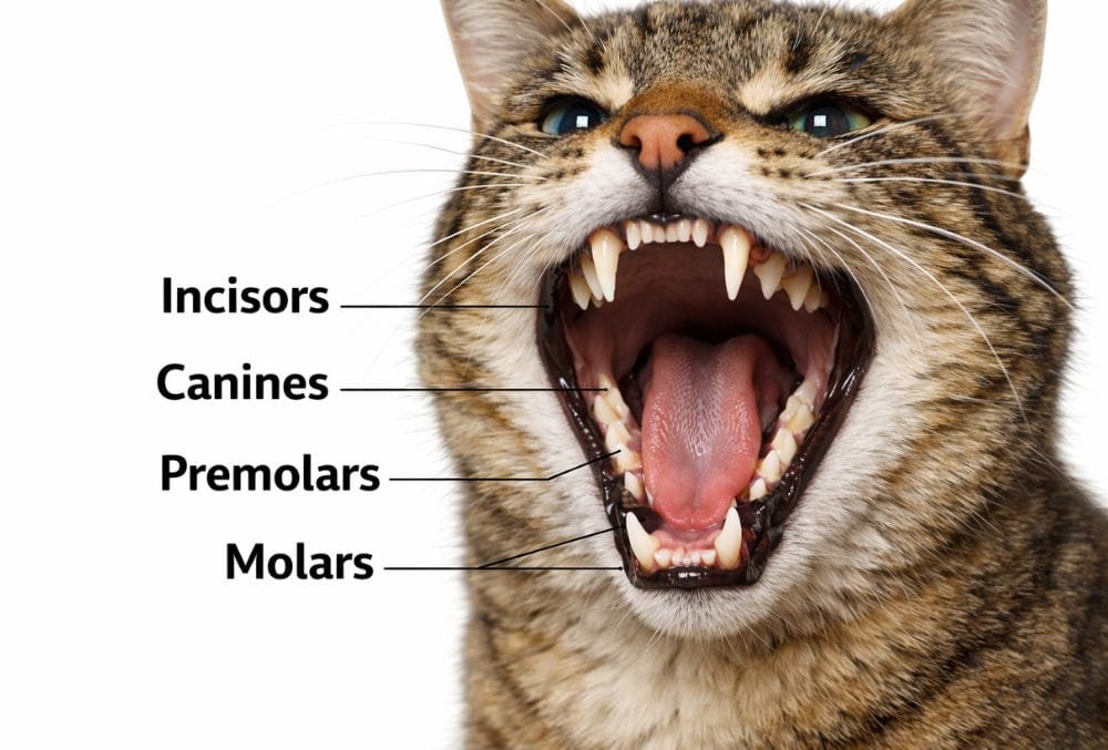 Cat teeth chart showing incisors, canines, premolars, and molars for educational purposes
