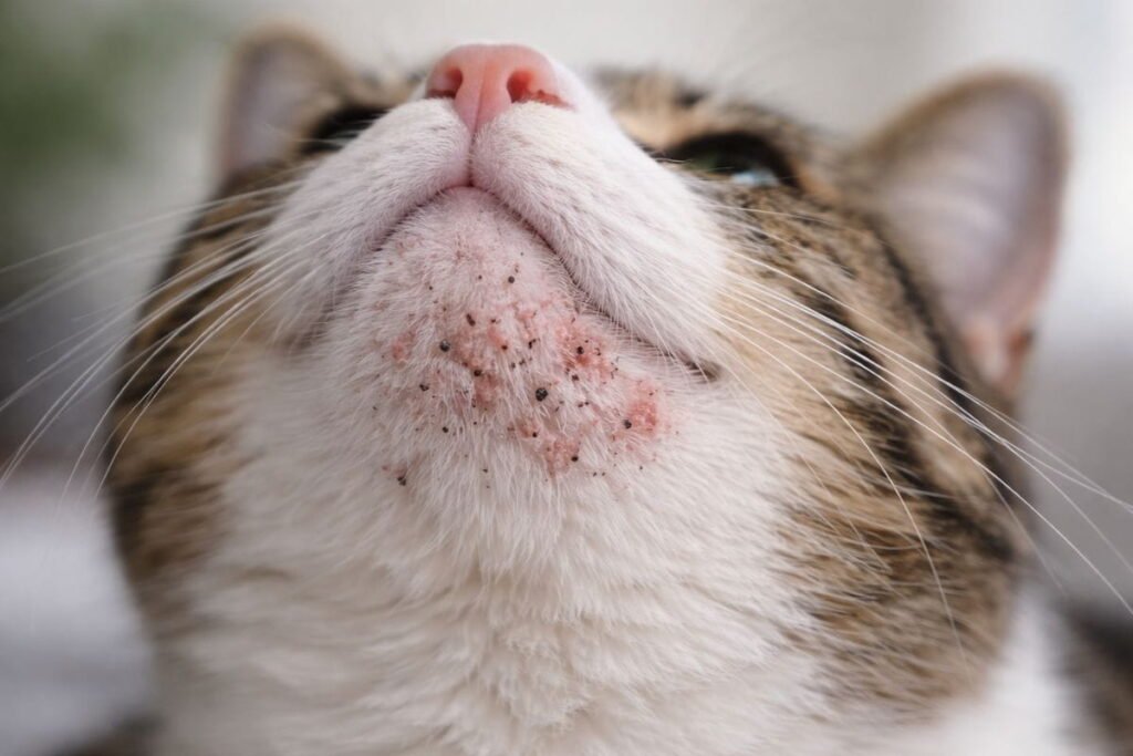 Cat chin with blackheads and pimples indicating feline chin acne