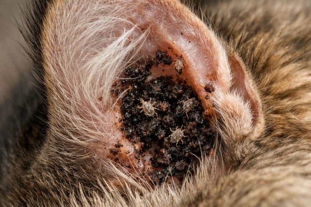 cat ear mites vs wax