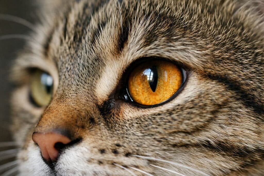 do cats have eyelashes