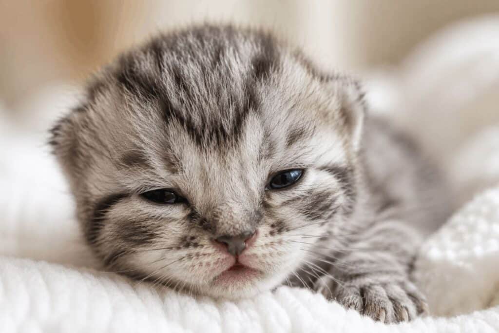 Newborn kitten with eyes just opening showing no visible
eyelashes on tiny face