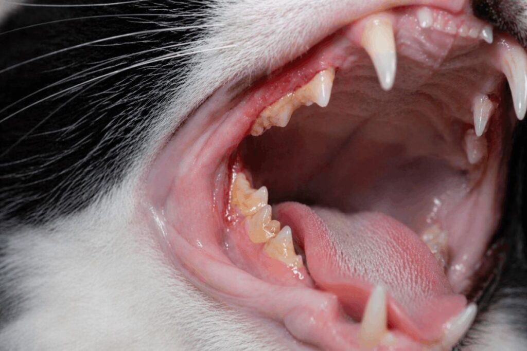 Close up of tuxedo cat mouth showing early tartar buildup and red gums as warning signs of cat dental disease