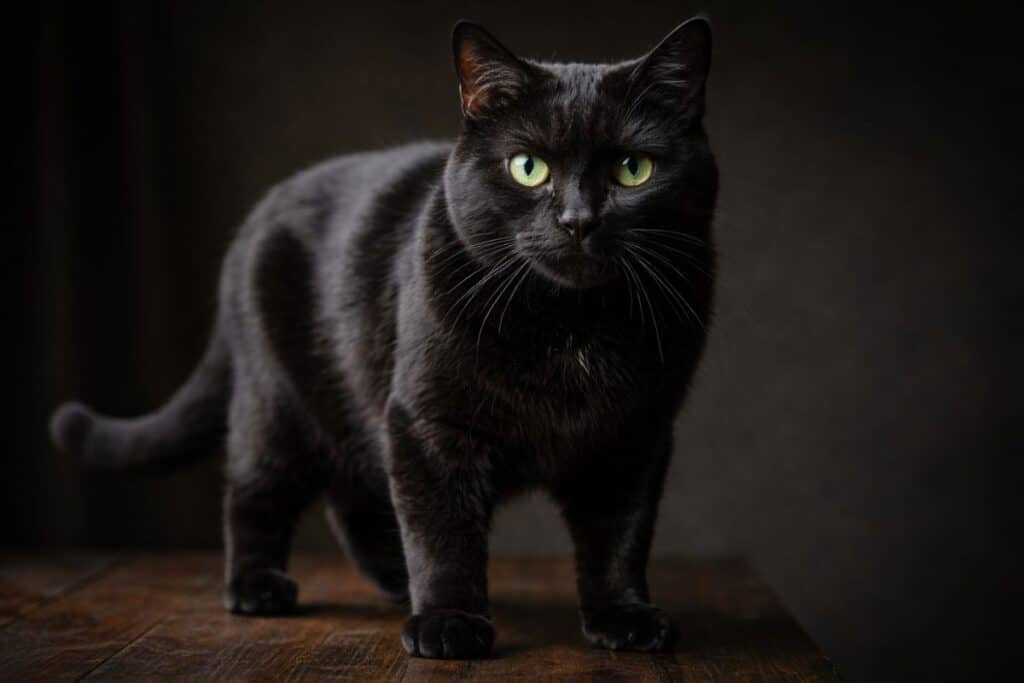 Cool badass black male cat for bold male cat names