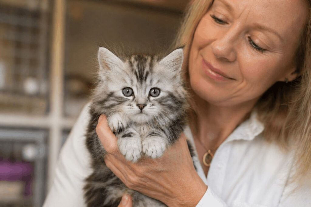  how much does a norwegian forest cat kitten cost from a breeder