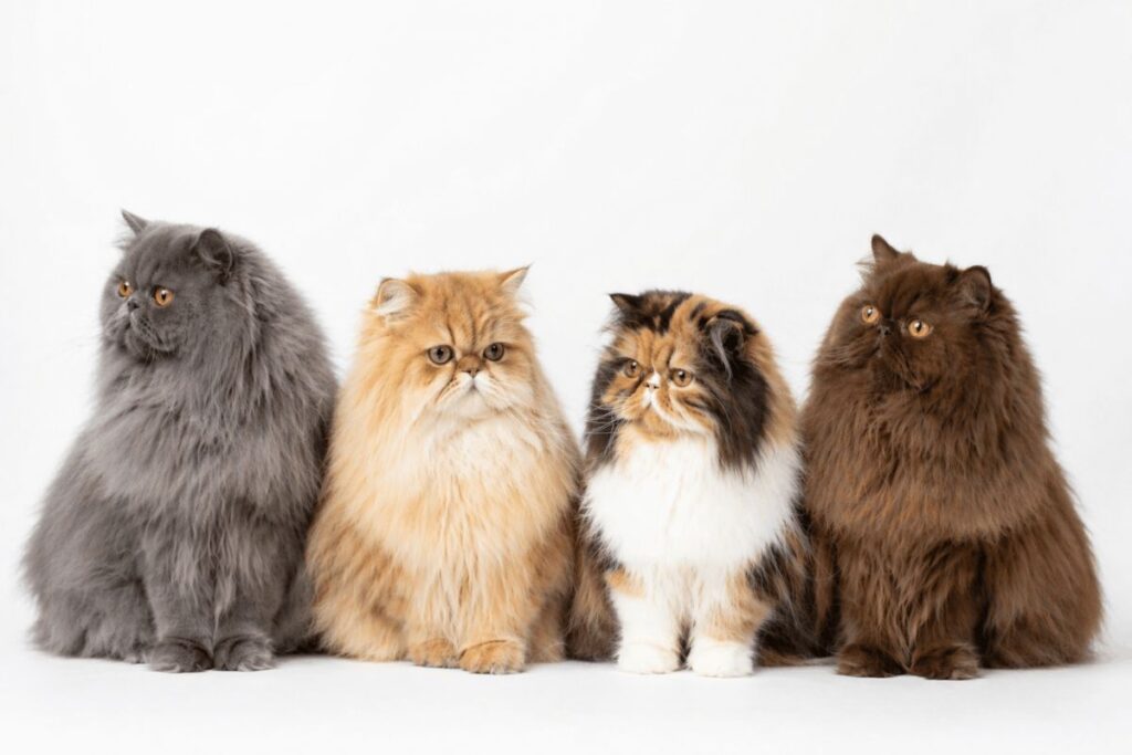 Four Persian cats in different coat colors showing how persian cat price varies by color and coat type