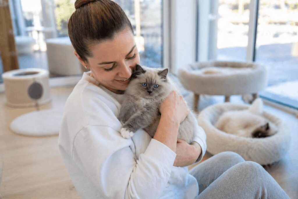 Female breeder holding blue mitted Ragdoll kitten in cattery showing ragdoll cat breeder cost and quality