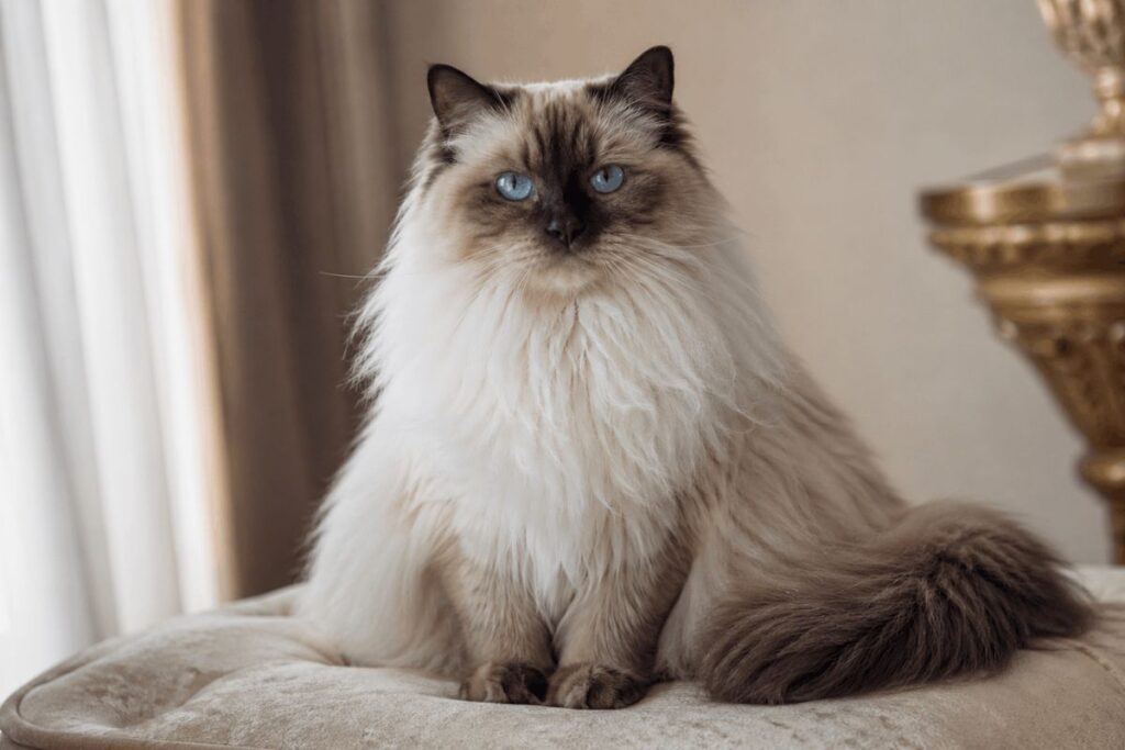 Stunning seal point Ragdoll cat with blue eyes showing ragdoll cat price guide for USA buyers 2026