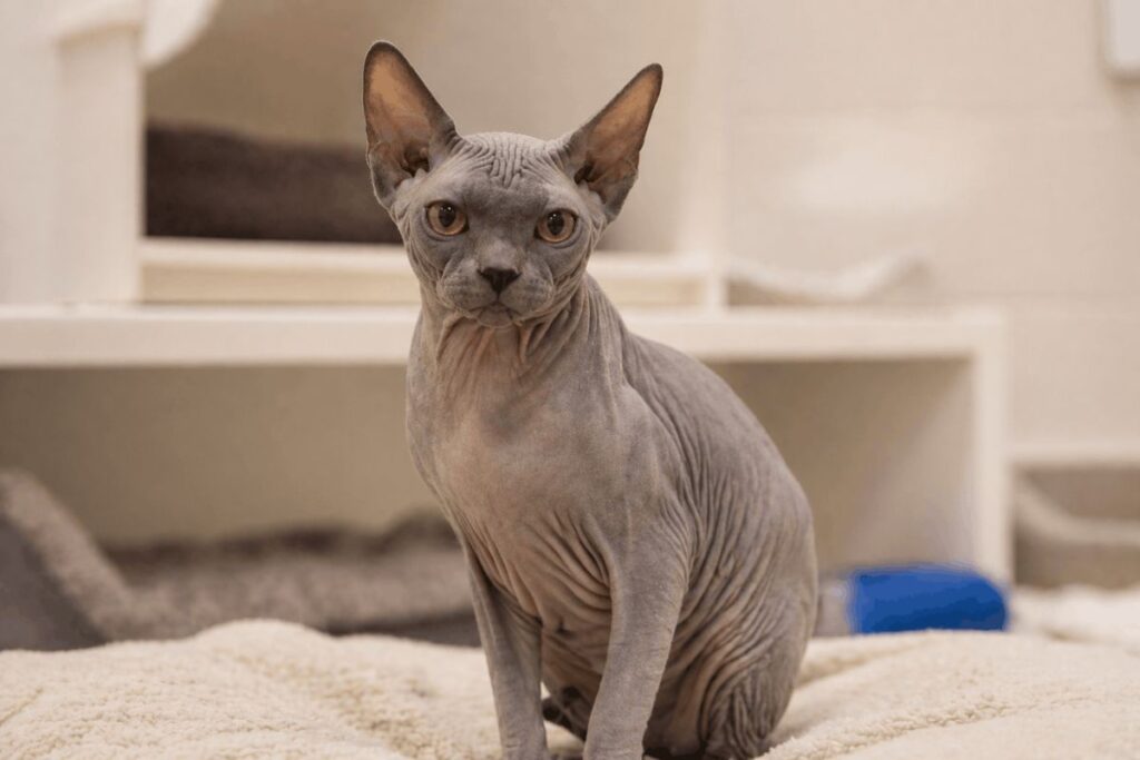 Adult blue grey Sphynx cat in rescue shelter showing sphynx cat adoption fee as affordable alternative to buying from breeder
