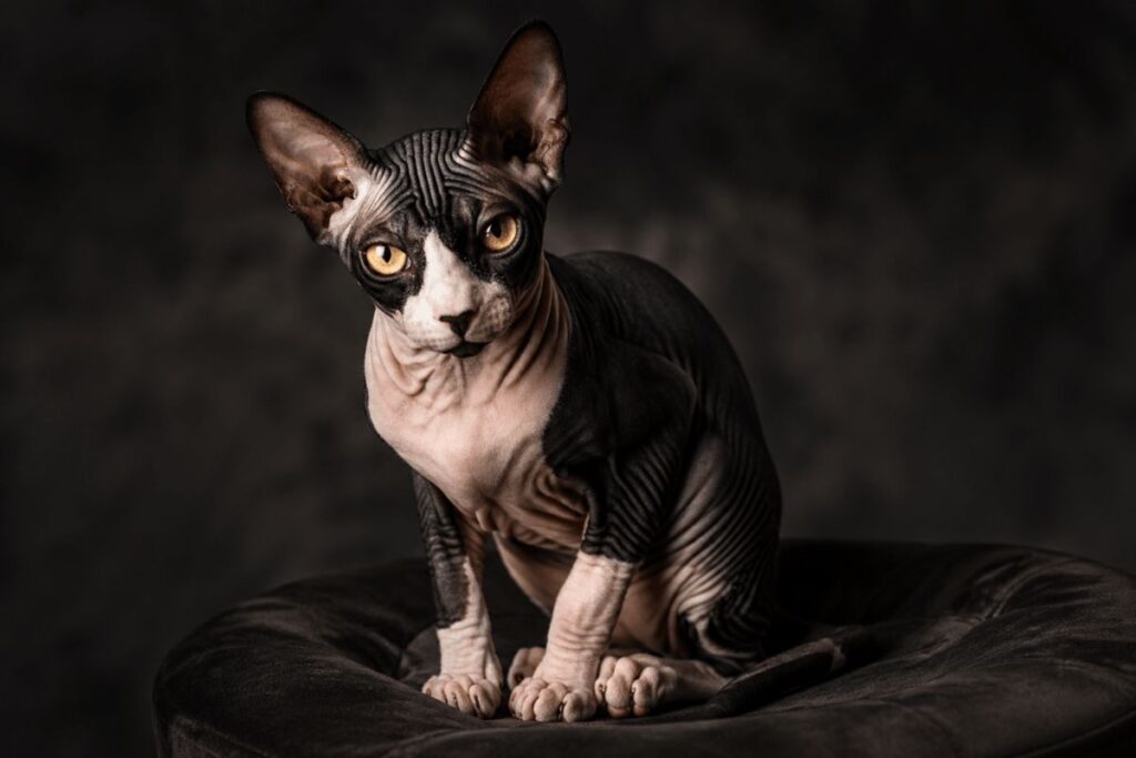 Black and white tuxedo Sphynx cat portrait showing sphynx cat price guide for USA buyers in 2026