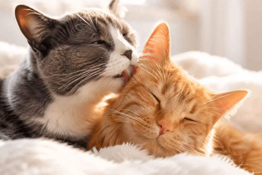 A grey tuxedo cat gently licking and nibbling an orange tabby cat in an allogrooming session, showing the feline social bonding behavior behind gentle biting.