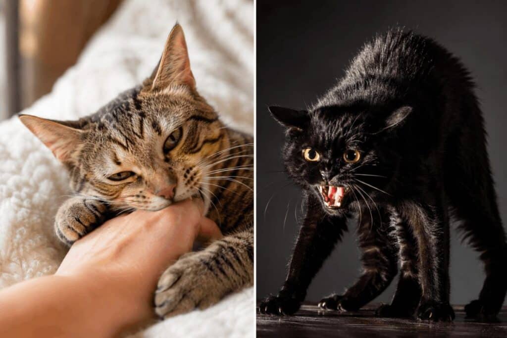 Side-by-side comparison of a tabby cat giving a gentle love bite versus a black cat showing aggressive biting behavior, showing the key differences in body language.
