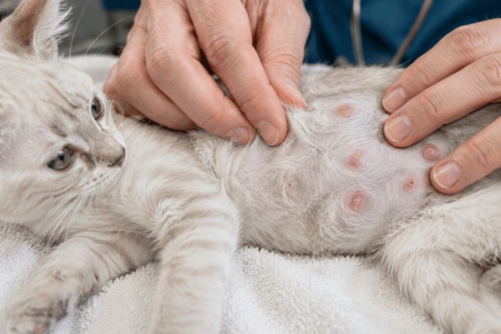 How to tell if a kitten is pregnant with early signs