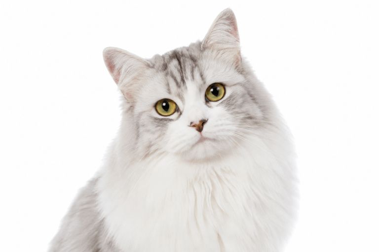 Fluffy grey cat with golden eyes — FelineNest cat care guide