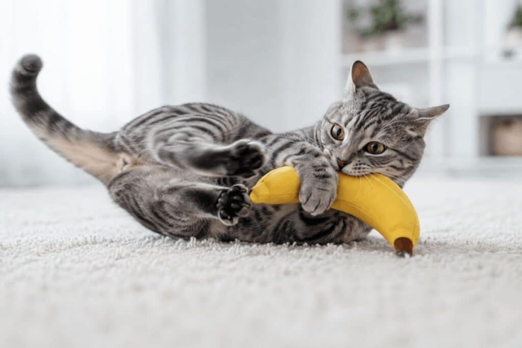 Grey tabby cat mid-bunny-kick with banana catnip kicker toy showing natural hunting instinct behavior