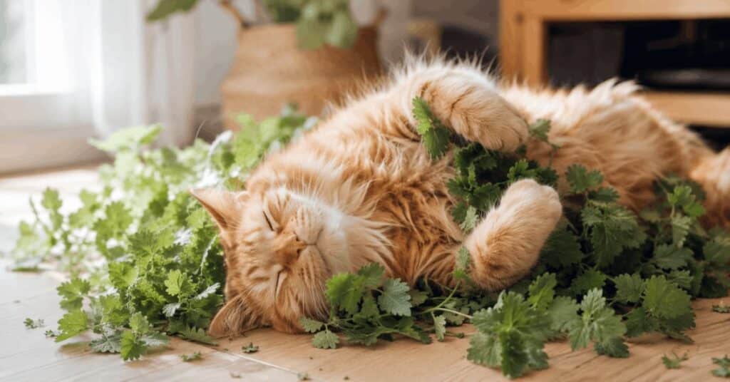 why do cats love catnip