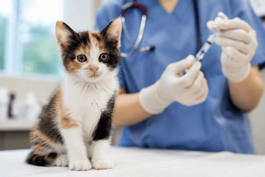 Young calico kitten during a veterinary vaccination visit