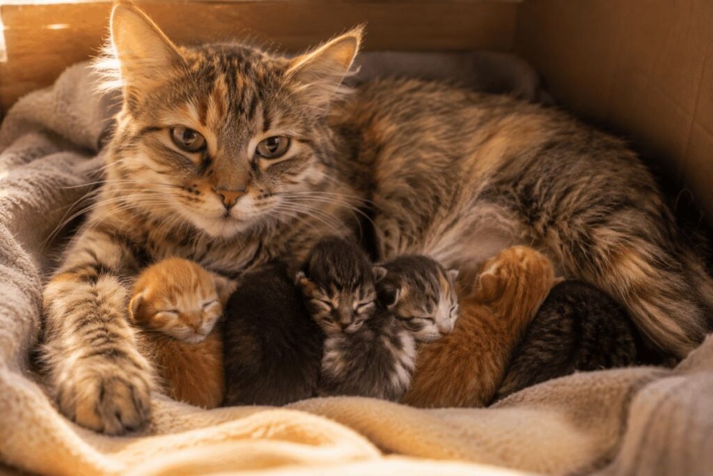 Mother cat resting with newborn kittens inside a nesting box