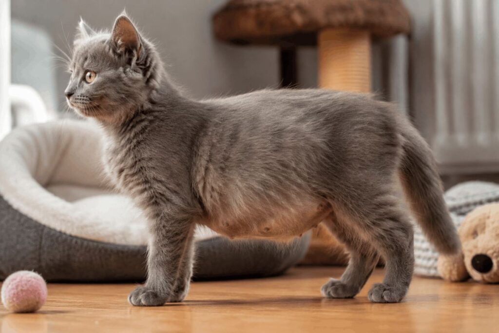 Pregnant kitten with rounded belly during week five of pregnancy