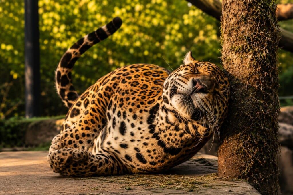 A wild jaguar rolling against a catnip-treated surface, showing that even big wild cats respond to catnip just like domestic cats.