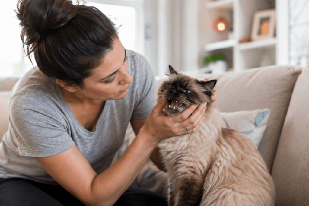 Cat laryngitis cure and treatment