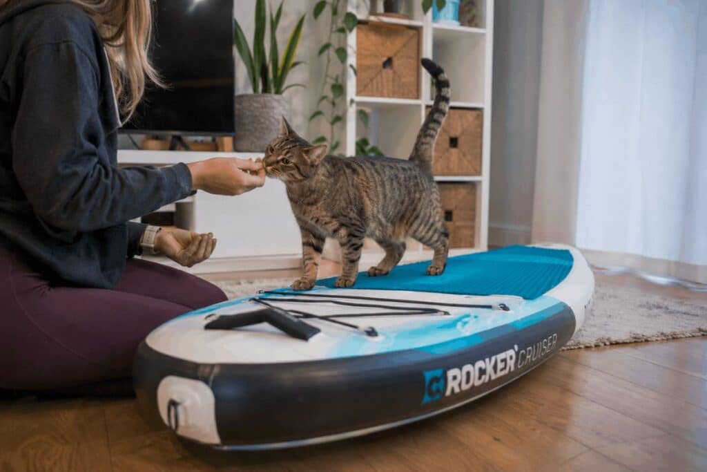 Cat training on a paddle board at home