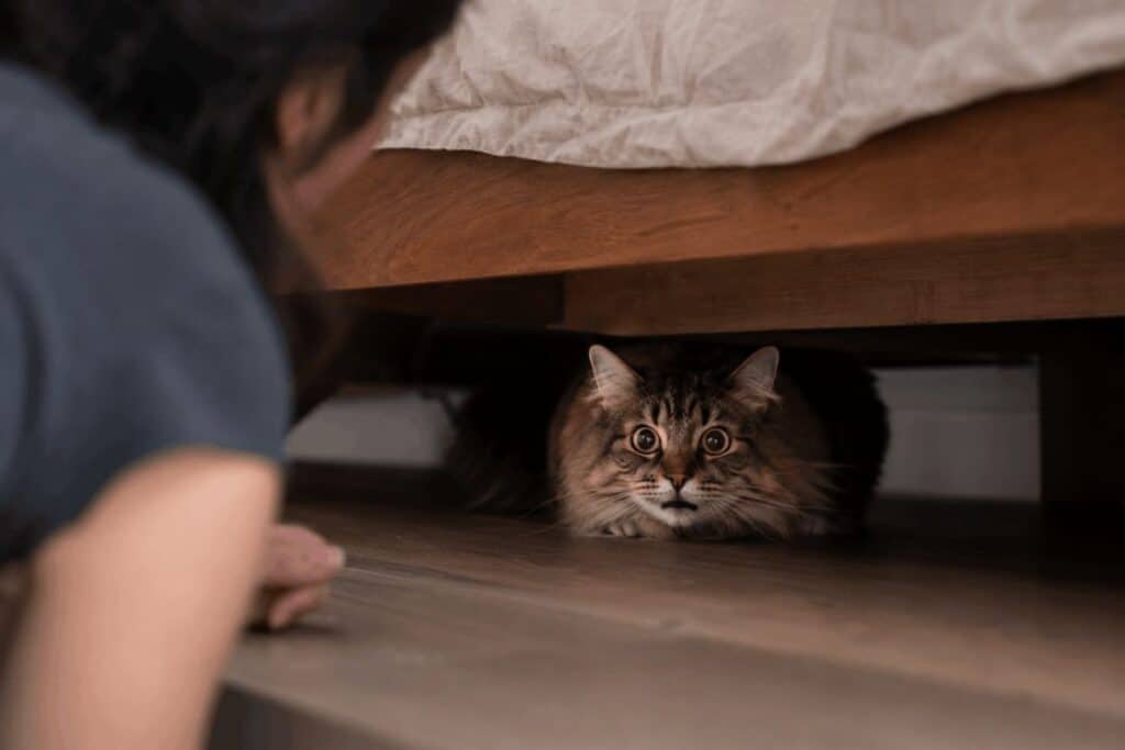 Fluffy cat hiding under a bed, demonstrating early rabies symptoms in cats and unusual behavior changes.