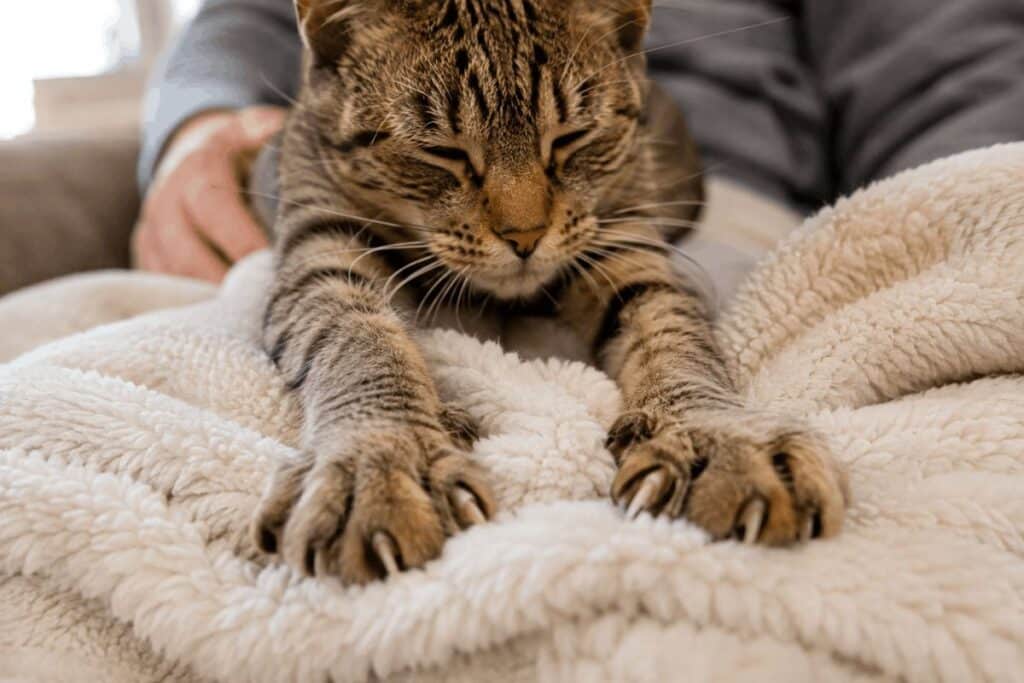 Cat kneading a thick blanket with its claws slightly extended