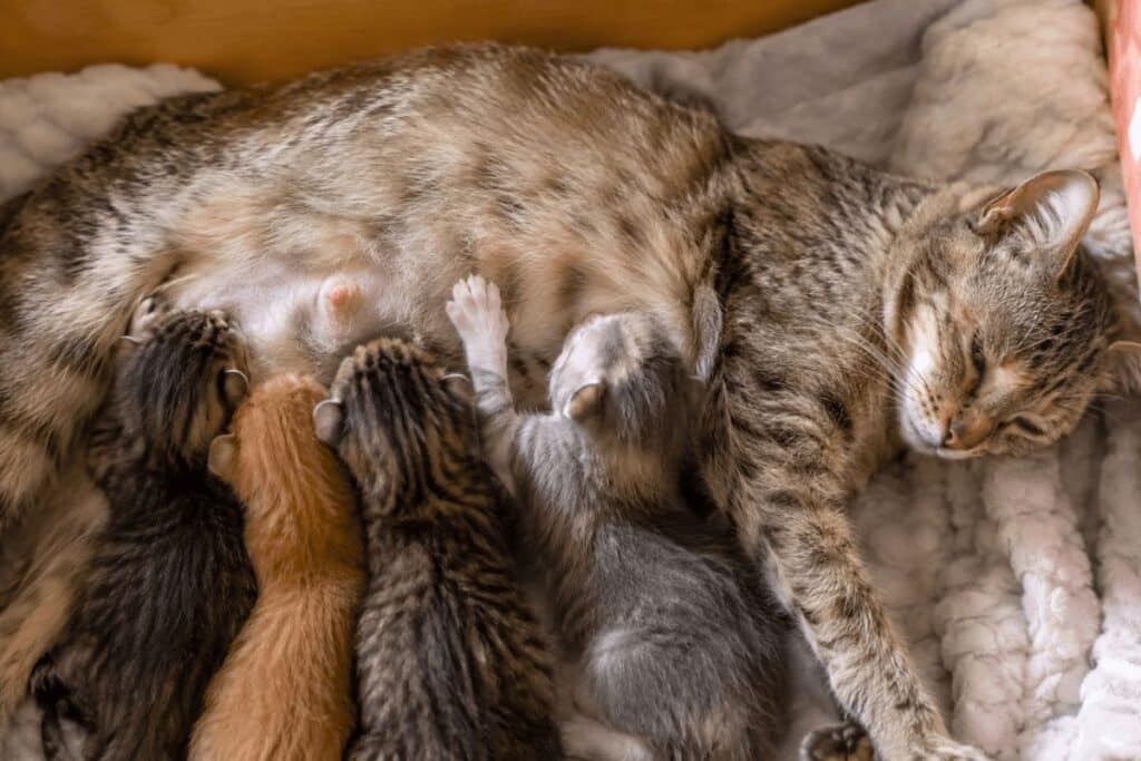 Kitten pressing its paws while nursing from its mother
