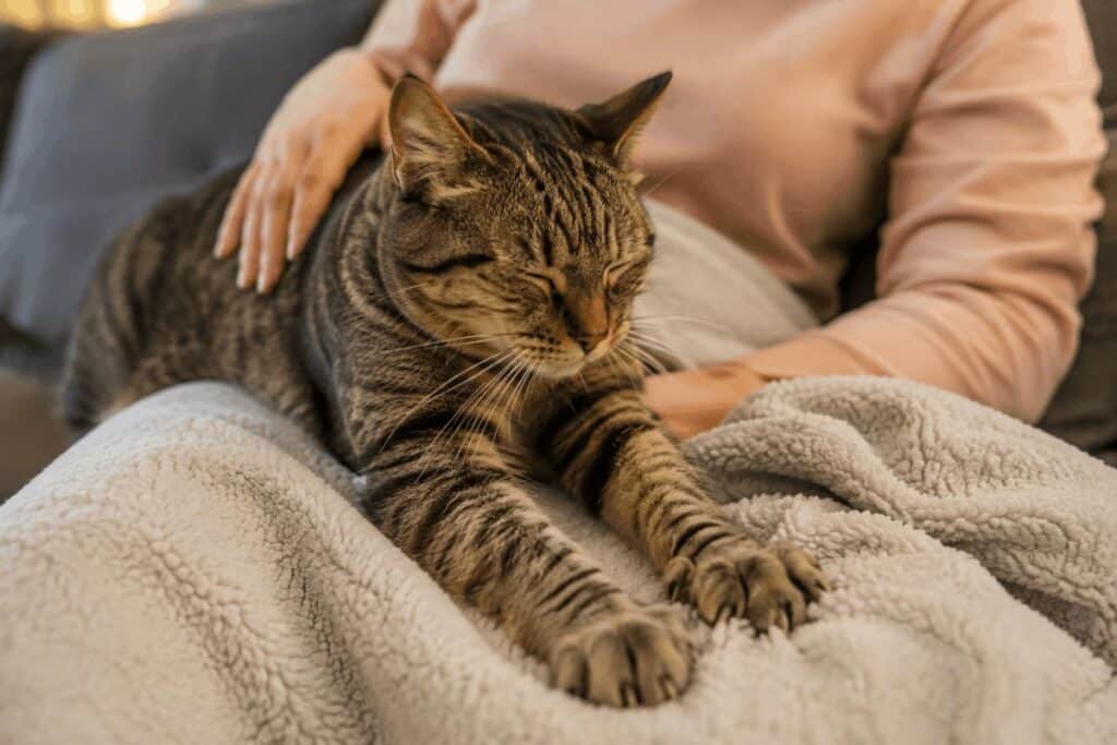 Relaxed cat kneading its owner's lap