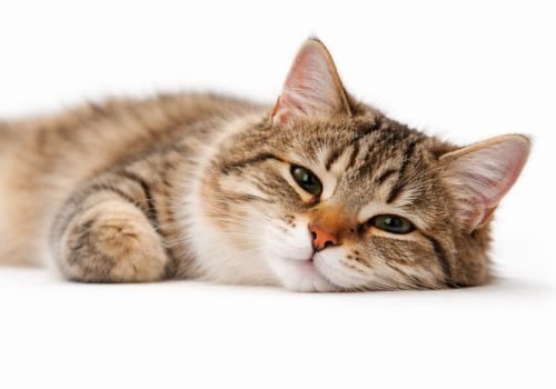cat-behavior-understanding