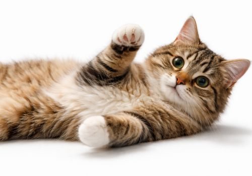 cat-care-guides-felinenest